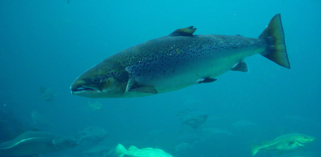 Atlantic Salmon. Credit: Hans-Petter Fjeld (CC-BY-SA)